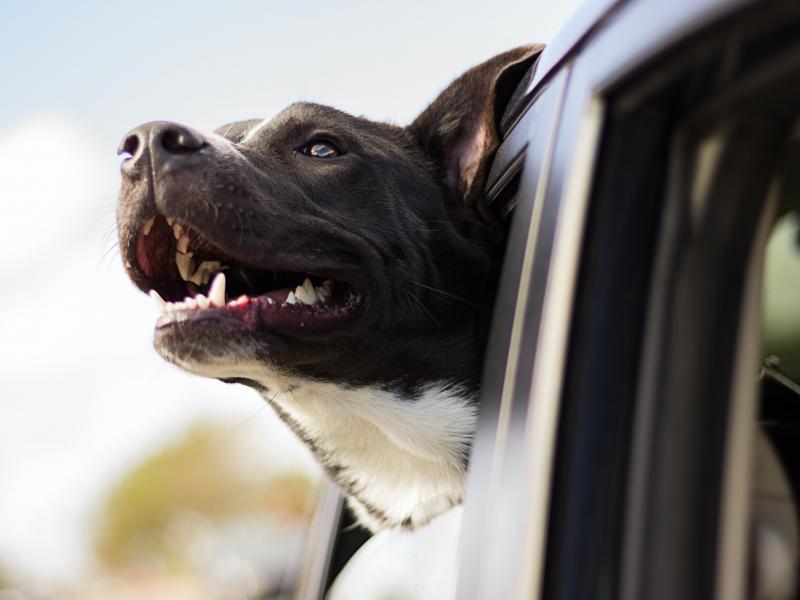 Un chien passe la tête par la fenêtre d'une voiture