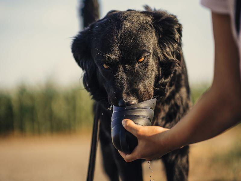 Hund trinkt Wasser